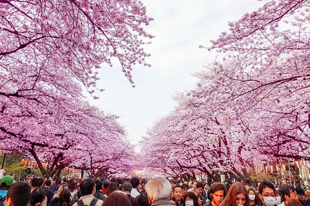 Vẻ đẹp tiên cảnh của Tokyo vào mùa hoa anh đào