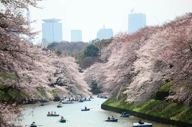 Du thuyền ngắm hoa anh đào – trải nghiệm tuyệt vời tại Tokyo