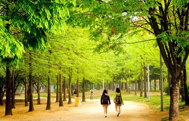Seoul Forest điểm đến lý tưởng cho người yêu thiên nhiên ở xứ Hàn