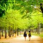 Seoul Forest điểm đến lý tưởng cho người yêu thiên nhiên ở xứ Hàn