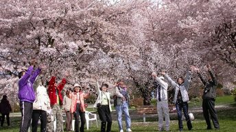 Những điểm ngắm hoa anh đào đẹp như mơ ở Vancouver