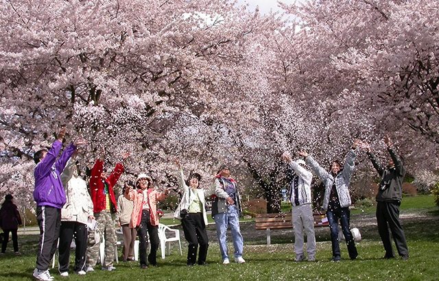 Những điểm ngắm hoa anh đào đẹp như mơ ở Vancouver