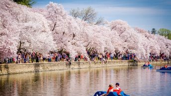 Những sự thật thú vị về lễ hội hoa anh đào ở Washington