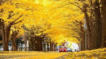 Khám phá vườn rẻ quạt Gangwon khi đi du lịch Hàn Quốc