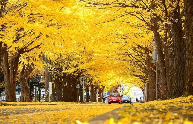 Khám phá vườn rẻ quạt Gangwon khi đi du lịch Hàn Quốc